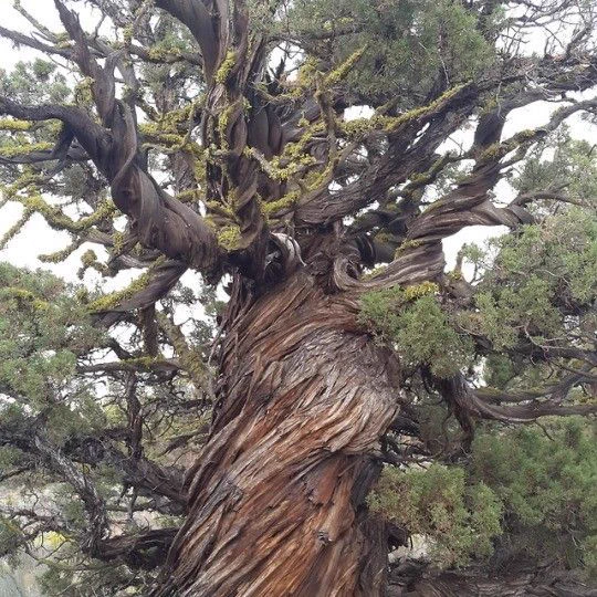 Look at these incredible trees!  
