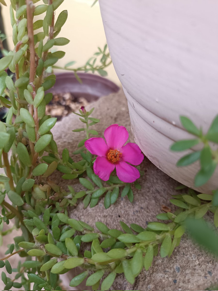 Someone's having a really good day 🌺