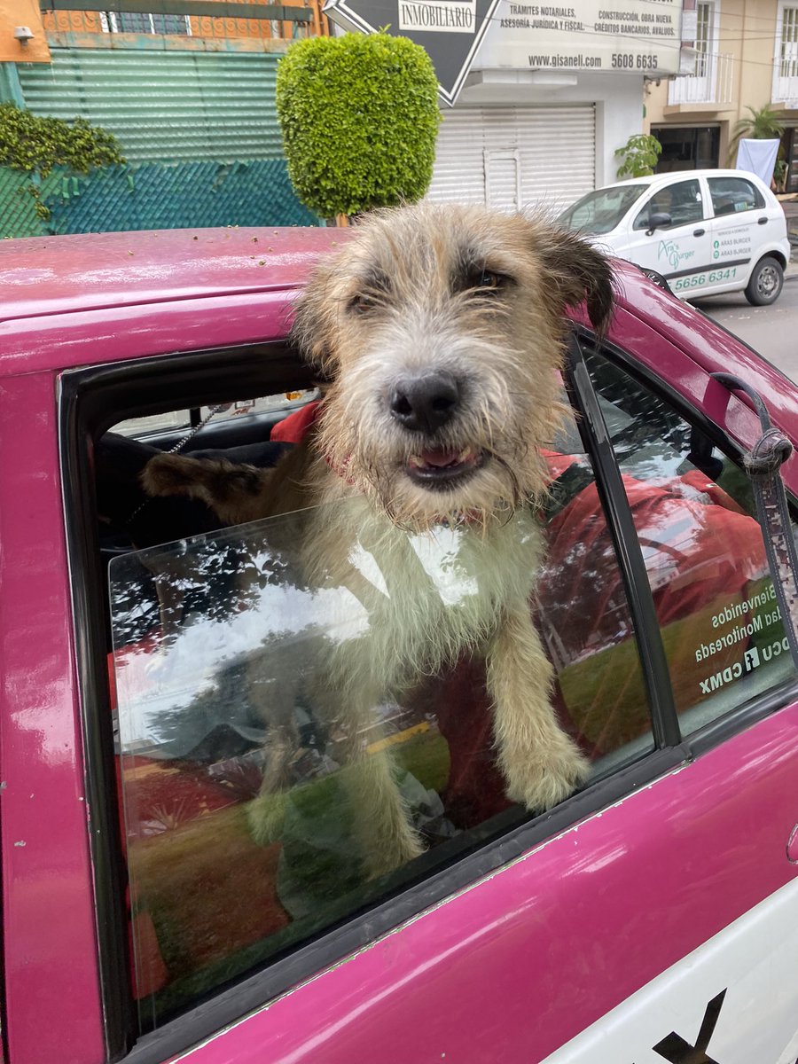 Me pone muy triste cuando viene Sol a fotos y no se quiere ir 🥺💔
Adóptenla por favor 🙏🏼
Ya necesita una familia 😭
Estamos en Ciudad de México 🇲🇽