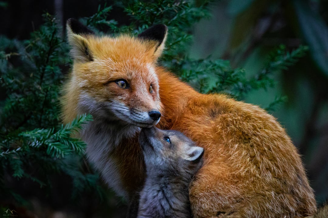 “Together, we can make a difference. By joining forces and working collaboratively, we can create a world where animals are no longer subjected to cruelty.”
— Jill Robinson 
#BeKindAlways #BanFoxHunting