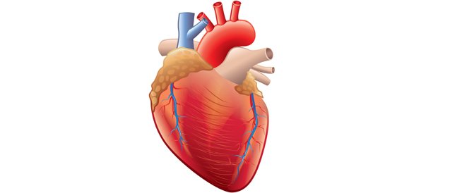 قلبك ثم قلبك ثم قلبك...

إليك 8 أطعمة مفيدة لقلبك و 4 أطعمة مضرة له:
- الأسماك الدهنية: تحتوي الأسماك الدهنية، مثل السلمون والسردين والماكريل، على أحماض أوميجا 3 الدهنية، التي تساعد على خفض ضغط الدم ومنع النوبات القلبية والسكتات الدماغية.
- الحبوب الكاملة: تحتوي الحبوب الكاملة،