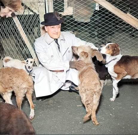 CuoreIschitano's tweet photo. ❤Con una spesa di 45 milioni, tutti a suo carico, Totò fece costruire un canile, che chiamó Ospizio dei Trovatelli, per ospitare i cani randagi che riuscivano a scampare alla caccia degli accalappiacani romani. 
Ad ognuno di loro Totò aveva dato un nome: ⬇️ https://t.co/gPp09CmQic