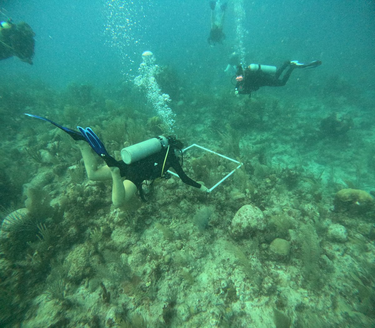 zoemunson_'s tweet photo. belated post of a belated expedition but after COVID halted my plans in 2020, in June I was finally able to go out to Mexico to help out with seagrass and turtle research in Akumal Bay, get loads of diving experience, and meet a bunch of incredible people thanks to @opwall 🌞 🇲🇽 https://t.co/nfpYjGMRSU