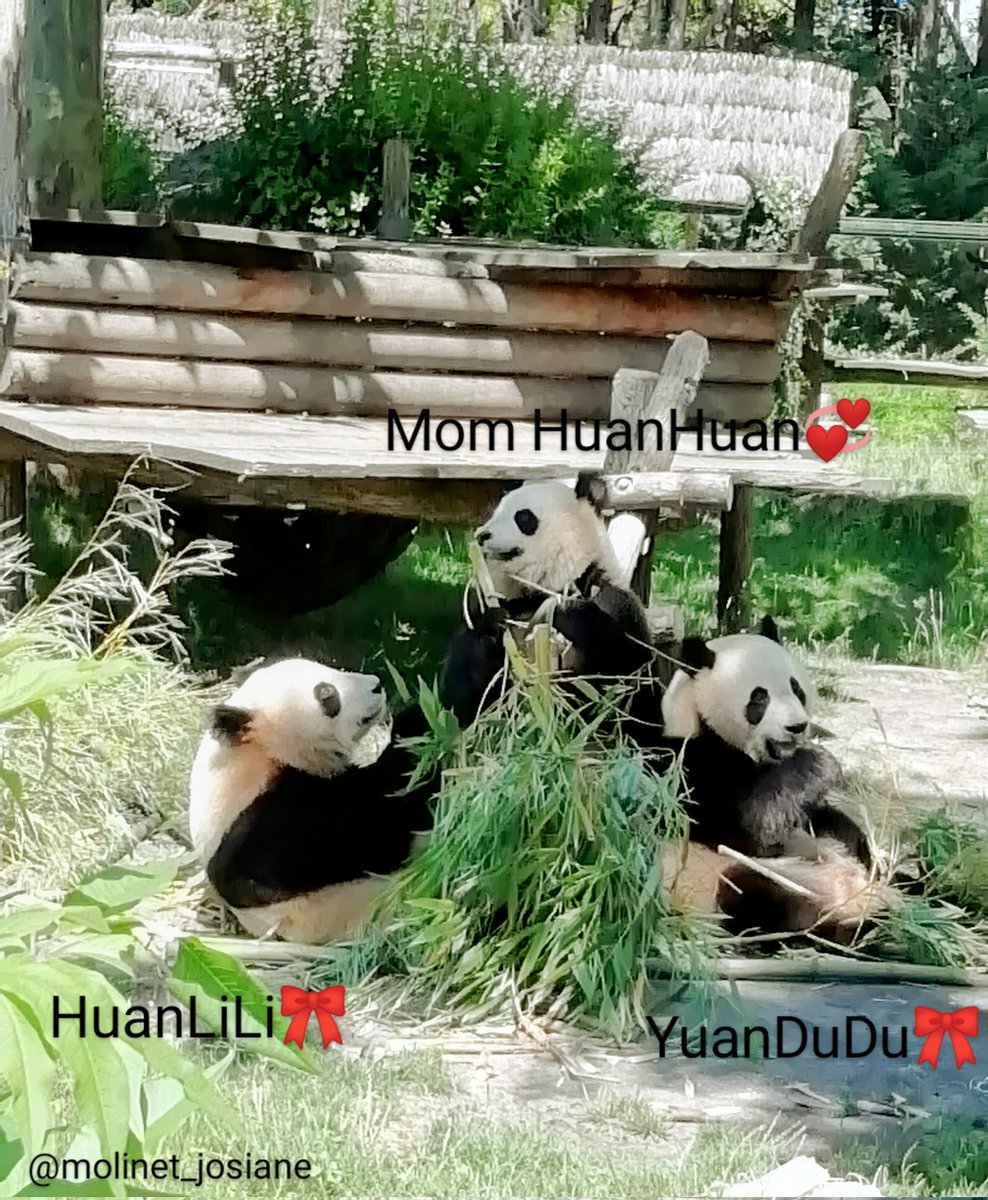 molinet_josiane's tweet photo. 🐼🐼🐼💕🇫🇷 🤩Notre pretty Mom #panda #HUANHUAN🐼💞avec ses 2 twin daughters #HUANLILI 🐼🎀et #YUANDUDU🐼🎀
😍Elles prennent leur repas🍽️ensemble🐼🌿😋
#Pandastory🐼👑❤️
#giantpanda🐼🐾🎋
#PandaCatBear😇🐼❣️
#Cutepanda🥰🐼🤗
#Bearapy🐼🥳💠
📸Au @zoobeauval-France🇫🇷
Juin 2023 🐼 https://t.co/saOiHvAKba