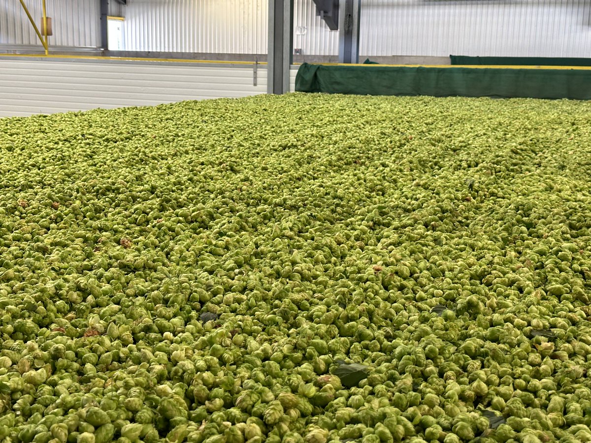 A scent-sational journey awaits! We have Centennial in the kilns, and the aroma is incredibly fragrant. Stay tuned for more hop harvest adventures! 🌱