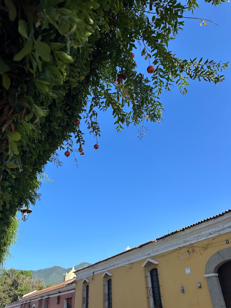 miakinder's tweet photo. Lindy walking in Guatemala. Presidential election here today. Everyone heading to church. Pomegranates growing freely over the sidewalk. 

@PaulSkallas https://t.co/xrykxNYdgt