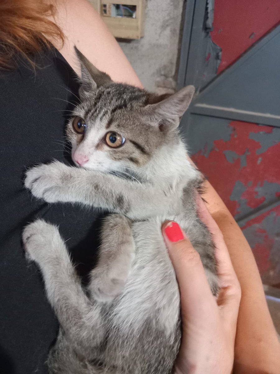 AnimalesToro's tweet photo. Este chiquitín llegó a nosotros asustadito. Ha sido recogido esta semana. Es muy mimoso y tiene unos ojazos que parece un gato de cómic. Buscamos #acogida o #adopcionresponsable ¿Nos ayudáis?
abandonostororefugio@gmail.com
636174256
#AdoptaNoCompres
#apadrina
#amadrina
#difunde https://t.co/5zuJYYGMwu