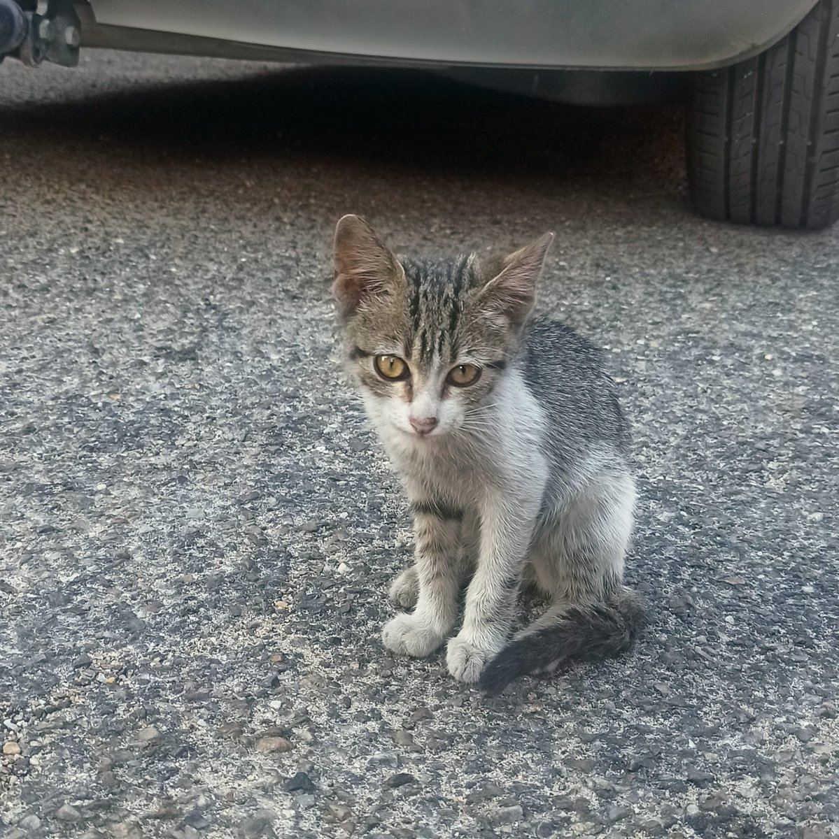 AnimalesToro's tweet photo. Este chiquitín llegó a nosotros asustadito. Ha sido recogido esta semana. Es muy mimoso y tiene unos ojazos que parece un gato de cómic. Buscamos #acogida o #adopcionresponsable ¿Nos ayudáis?
abandonostororefugio@gmail.com
636174256
#AdoptaNoCompres
#apadrina
#amadrina
#difunde https://t.co/5zuJYYGMwu