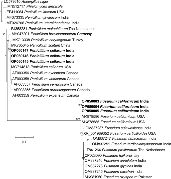 yakzaf's tweet photo. The hidden world of fish fungal pathogens: molecular identification and phylogenetic analysis in common carp, Cyprinus carpio.
#fungi #pathogen #fish #cyprinus
https://t.co/nkP4tD2tF6
@Archives_Micro
@KmrUniversity
@Chandigarh_uni
@Aashaq1990 https://t.co/ocFlSlKfZU
