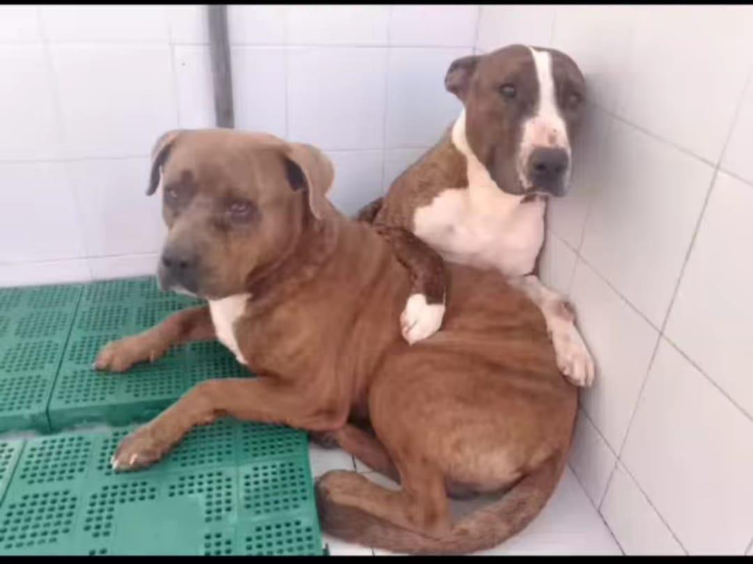 SilviaMylo's tweet image. Drako y Dante salieron de la perrera Almería donde su dueño los dejó muertos de pena 😢 
Los metimos en una residencia y no les sale esa adopción conjunta, esa mágica familia 🙏
Con todo lo que han pasado juntos, juntos hasta la muerte ❤️
Málaga
615 30 76 12
679328901
📢📢📢📢📢