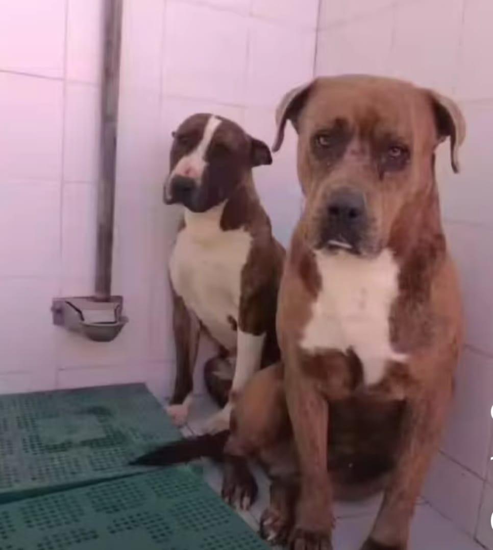 SilviaMylo's tweet image. Drako y Dante salieron de la perrera Almería donde su dueño los dejó muertos de pena 😢 
Los metimos en una residencia y no les sale esa adopción conjunta, esa mágica familia 🙏
Con todo lo que han pasado juntos, juntos hasta la muerte ❤️
Málaga
615 30 76 12
679328901
📢📢📢📢📢