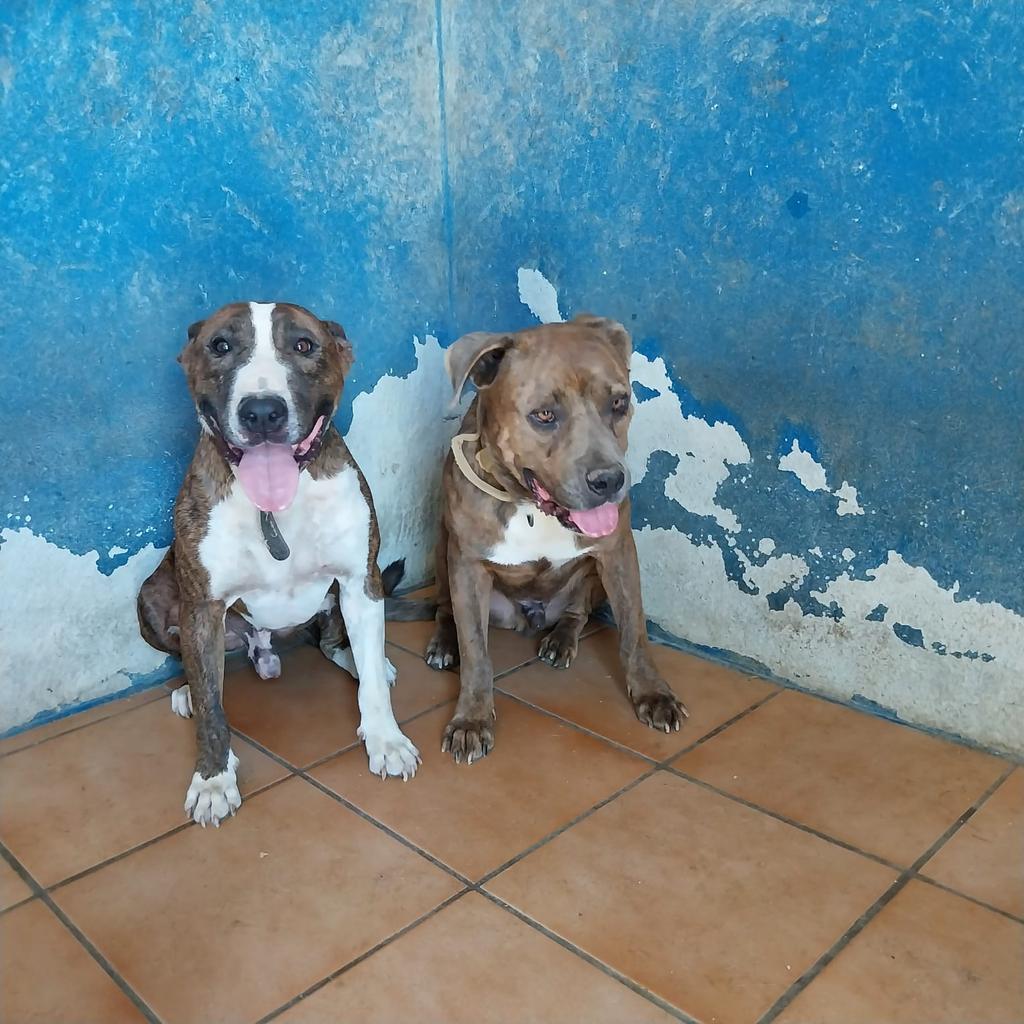 SilviaMylo's tweet image. Drako y Dante salieron de la perrera Almería donde su dueño los dejó muertos de pena 😢 
Los metimos en una residencia y no les sale esa adopción conjunta, esa mágica familia 🙏
Con todo lo que han pasado juntos, juntos hasta la muerte ❤️
Málaga
615 30 76 12
679328901
📢📢📢📢📢