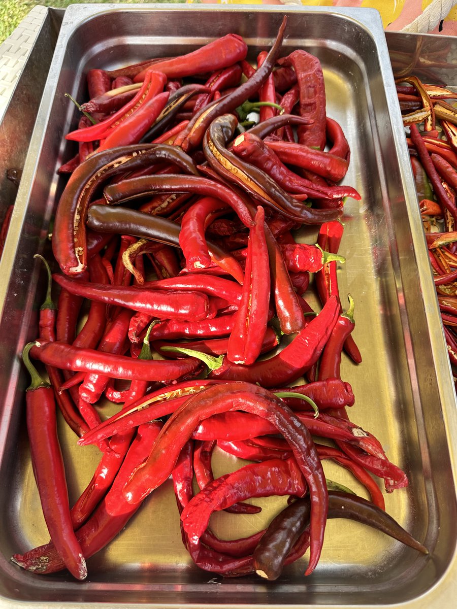 mkidj's tweet image. Great day at #LaValleIncantata cousin agritourism #Gerace 🌶️ 🏊‍♂️