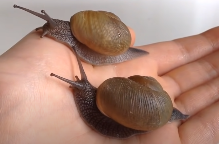 Dungdbvn's tweet photo. Snail cute #eating #cute #animal #snail #eating #timelapse #cute #animal #pet #funny #relaxing https://t.co/1SoXEJjTkt