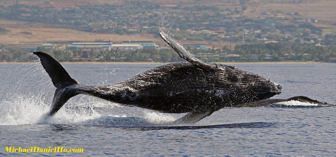 MichaelDanielHo's tweet photo. #Lahaina - The #Humpback #whale capital of the world. #SundayMorning #LahainaTown #wildlifephotography #wildlifeconservation #WHALES #WhaleDaily #MauiStrong #Hawaii #canonphotography  https://t.co/pVpQOkH9C6 https://t.co/s8VbgdfIdi