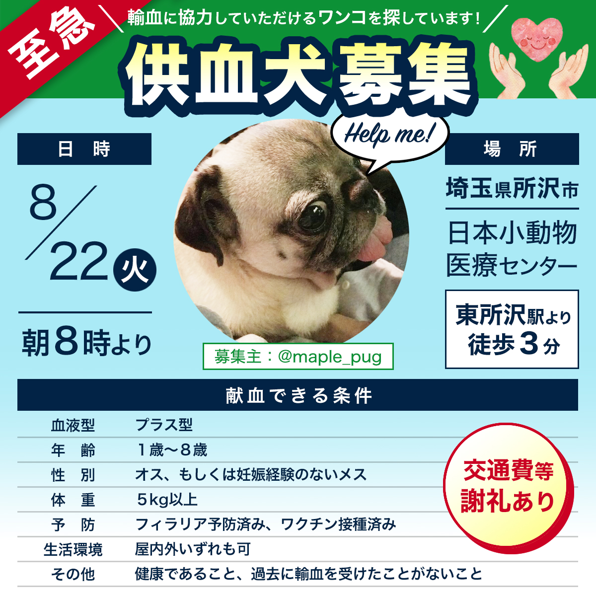 maple_pug's tweet photo. 【拡散希望】#供血犬募集 のお願い #埼玉県
小腸の腫瘍および腸に穴が開いていることが判明し、19日に緊急手術を受け、悪性リンパ腫の疑いで入院中の6歳のパグです。今後輸血が必要となる可能性があります。
ご相談可能な方DMを頂けると助かります。
#拡散RTお願いします #所沢市 https://t.co/zSK3NrUXiS