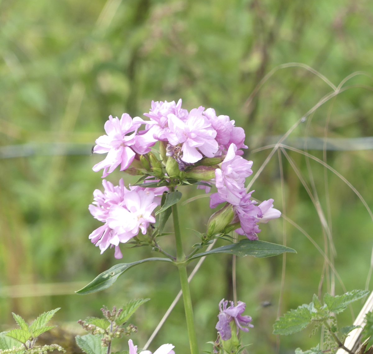 Not sure how it got there, but nice patch of a double Soapwort “ Bouncing Bet “ on  Leckhampton Hill Gloucestershire