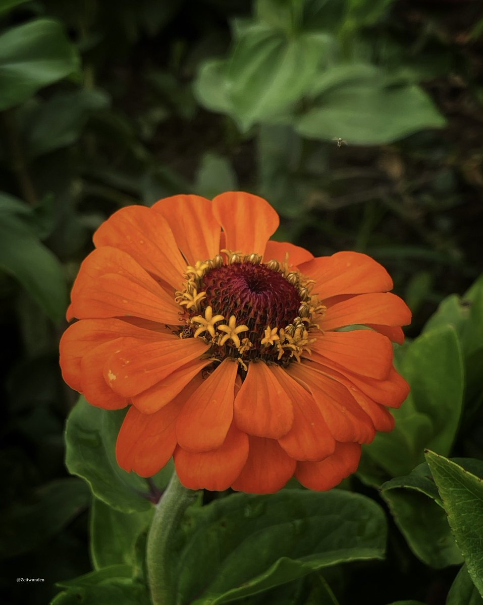 ƵϢ (@zeitwunden) on Twitter photo 