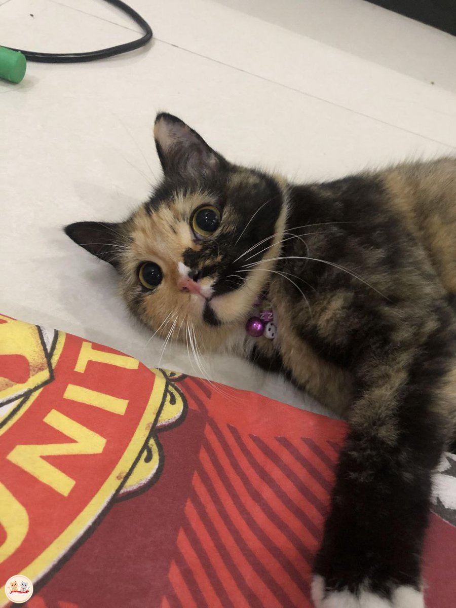 kochengfs's tweet photo. Kcg! Kucing kalian ada ga sih yg kalo turun dari ketinggian, ntah dari kasur atau lemari, mereka ngeluarin bunyi "eengg" atau "eehh" gitu? Soalnya dari 3 kucingku, yg 2 begitu https://t.co/kwmuM6QsVA
