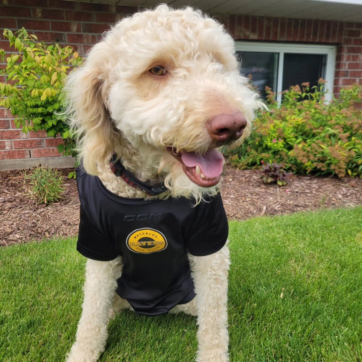 WlooRavensU22AA's tweet image. Hey furiends!!! It&apos;s me, #Ravendog London. I am here to remind all of you to get your #packpacks for the @WRPSToday #backpackchallenge. 
Tomorrow night a furiendly officer will drop by RIM at our first official #Raven training camp to collect our donations. 
1/2