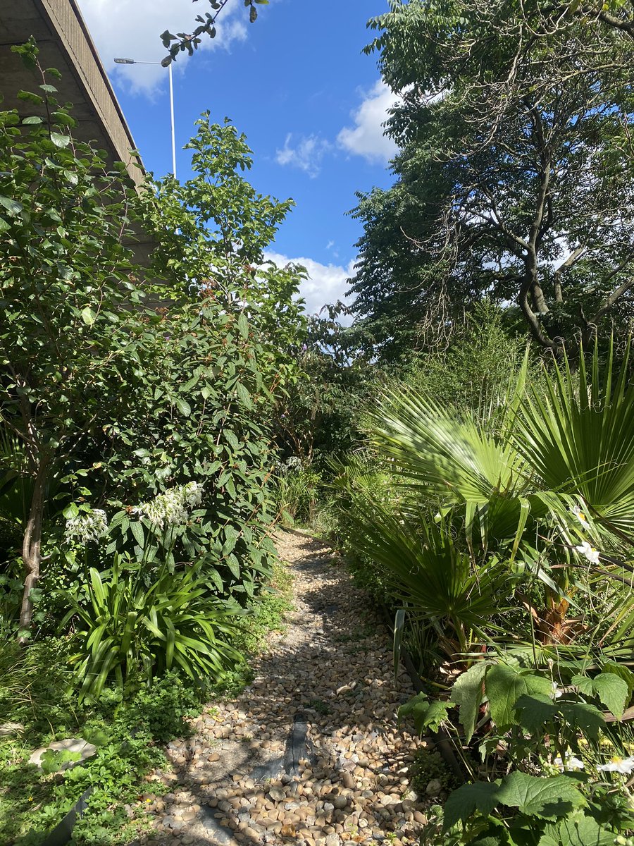 #PassionFlower has many folktales speculating the meaning of its full bloom any new ones on Jesus Cross? @RHSBloom @BotanicalShax @TheBotanics @friendsofmeath1 @TeleGardening @Blak_Outside @seed_ball @LondonNPC @CI5BDC @EnglishHeritage @NYBG