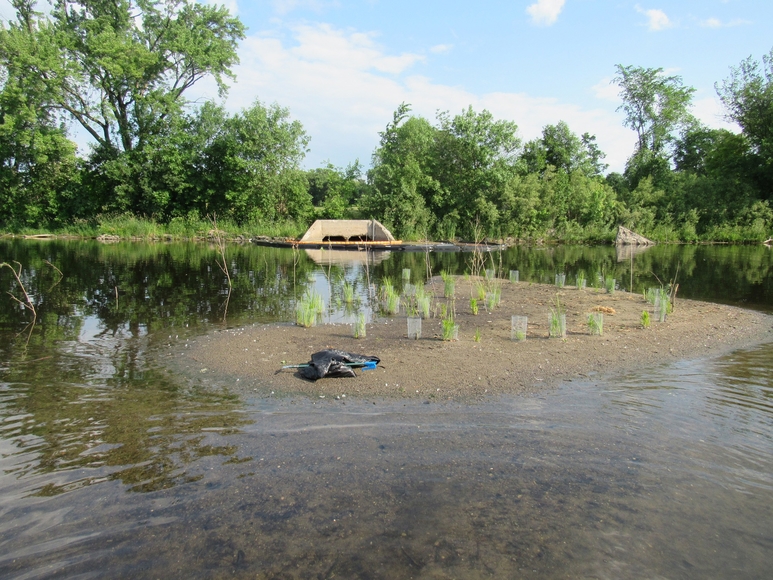 UMN Liberal Arts (@umncla) on Twitter photo Discover how our Art + Ecology class is making waves in environmental renewal! The <a href="/UMN_ART/">University of MN - Department of Art</a> Art + Ecology class uses plant science and creative teamwork to help clean up Lake Hiawatha, with a pollinator park planned for Fall. ow.ly/EJrG50PyRGS Discover how our Art + Ecology class is making waves in environmental renewal! The <a href="/UMN_ART/">University of MN - Department of Art</a> Art + Ecology class uses plant science and creative teamwork to help clean up Lake Hiawatha, with a pollinator park planned for Fall. ow.ly/EJrG50PyRGS