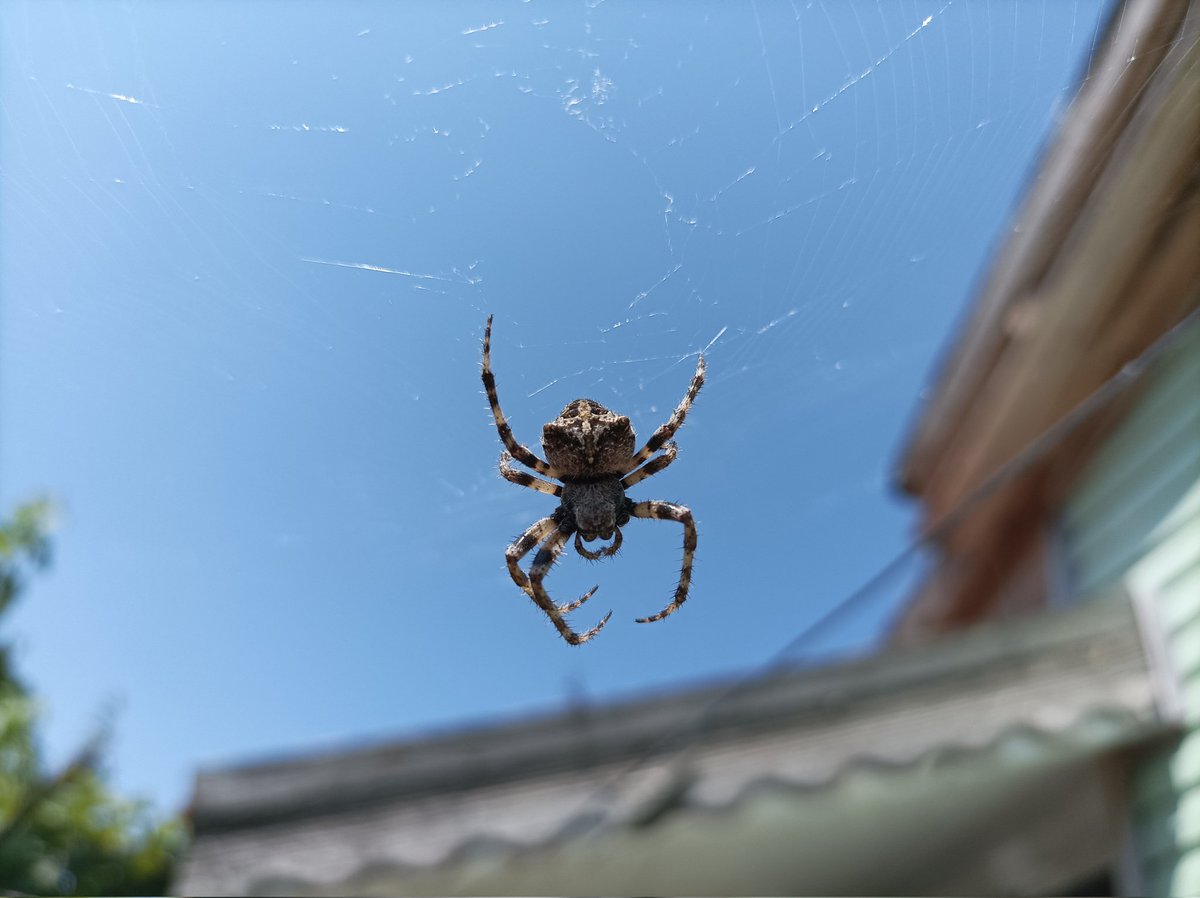 seyfiozhan's tweet photo. 7 bacaklı 🕷️ normal mi yoksa sonradan kaybedilmiş bir uzuv mudur?  Bir de #hangitür @PedramTurkoglu https://t.co/YoQc709RGR