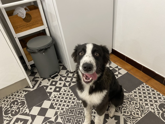 trouveperdu's tweet photo. Chien perdu saint Leu: Chiot border collie noir et blanc environ 4 mois collier nylon noir pres de la plage de saint Leu Aidez ! Partagez ! https://t.co/jhQQsoigEw https://t.co/c55hoyS9Up