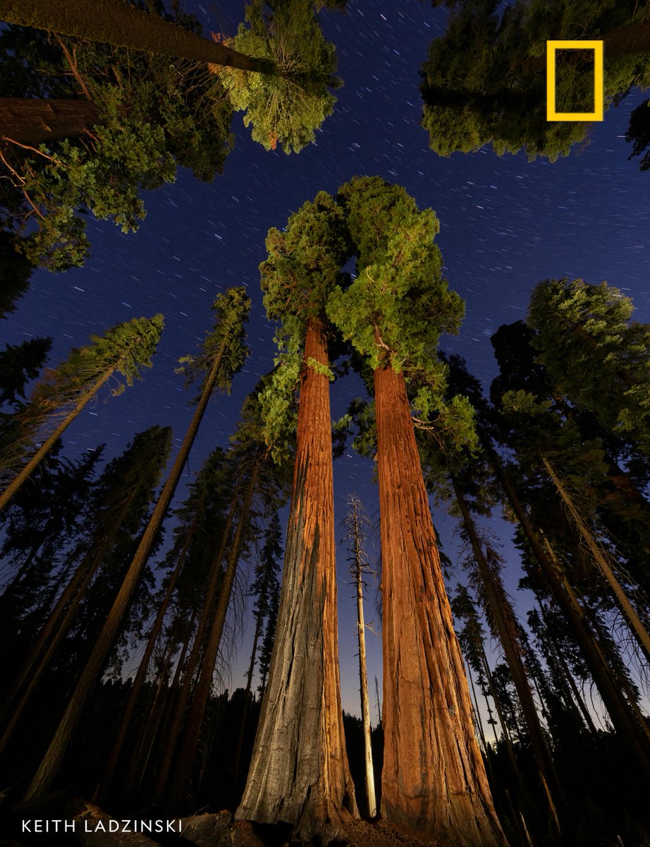A view of illuminated giant sequoia trees under a night sky, Sequoia National Park, California, USA