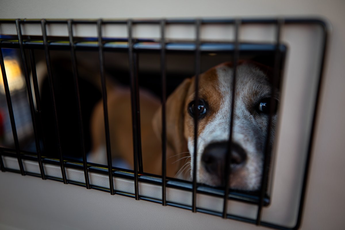 Southwest Airlines tweet media