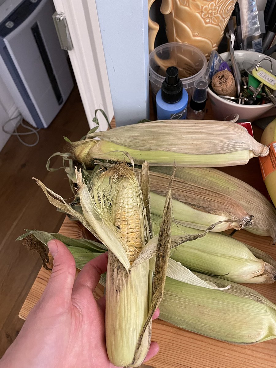 Ink_and_pixels's tweet photo. @sainsburys sadly all our sweetcorn was mouldy on arrival. Looks like it’s been stored badly! 😑 It’s very old and not fresh. https://t.co/iHqI5Nzqiq