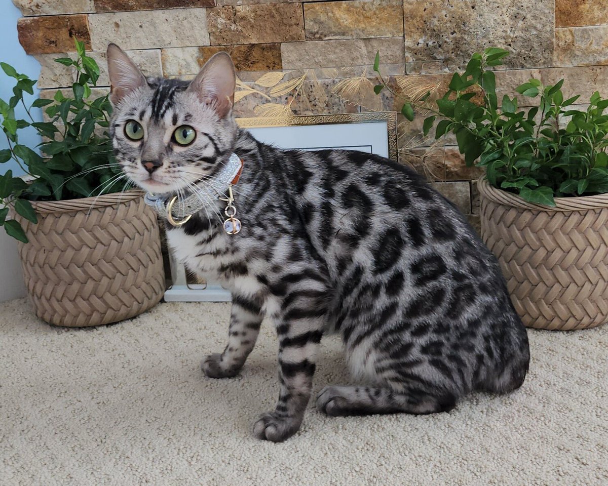 gradientechna's tweet photo. Bengal Cats 

The first documented Bengal cat is attributed to a California-based breeder named Jean Mill. https://t.co/wtNvLVSbk1
