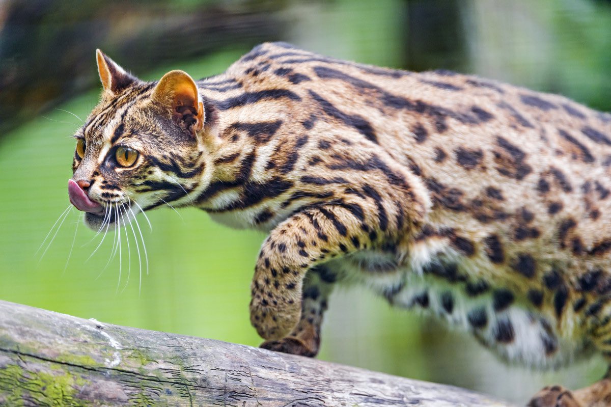 gradientechna's tweet photo. Bengal Cats 

The first documented Bengal cat is attributed to a California-based breeder named Jean Mill. https://t.co/wtNvLVSbk1