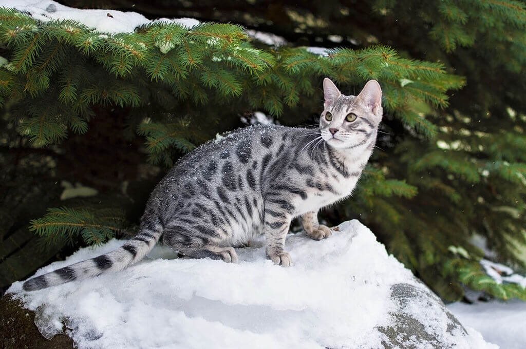 gradientechna's tweet photo. Bengal Cats 

The first documented Bengal cat is attributed to a California-based breeder named Jean Mill. https://t.co/wtNvLVSbk1