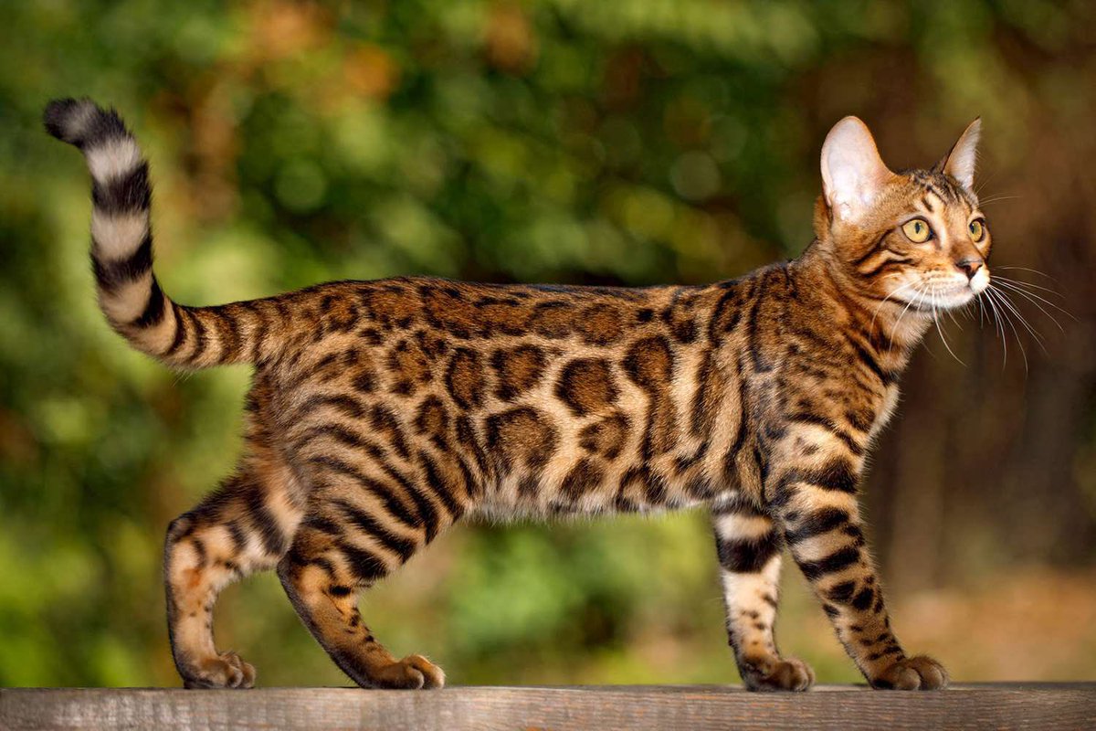 gradientechna's tweet photo. Bengal Cats 

The first documented Bengal cat is attributed to a California-based breeder named Jean Mill. https://t.co/wtNvLVSbk1
