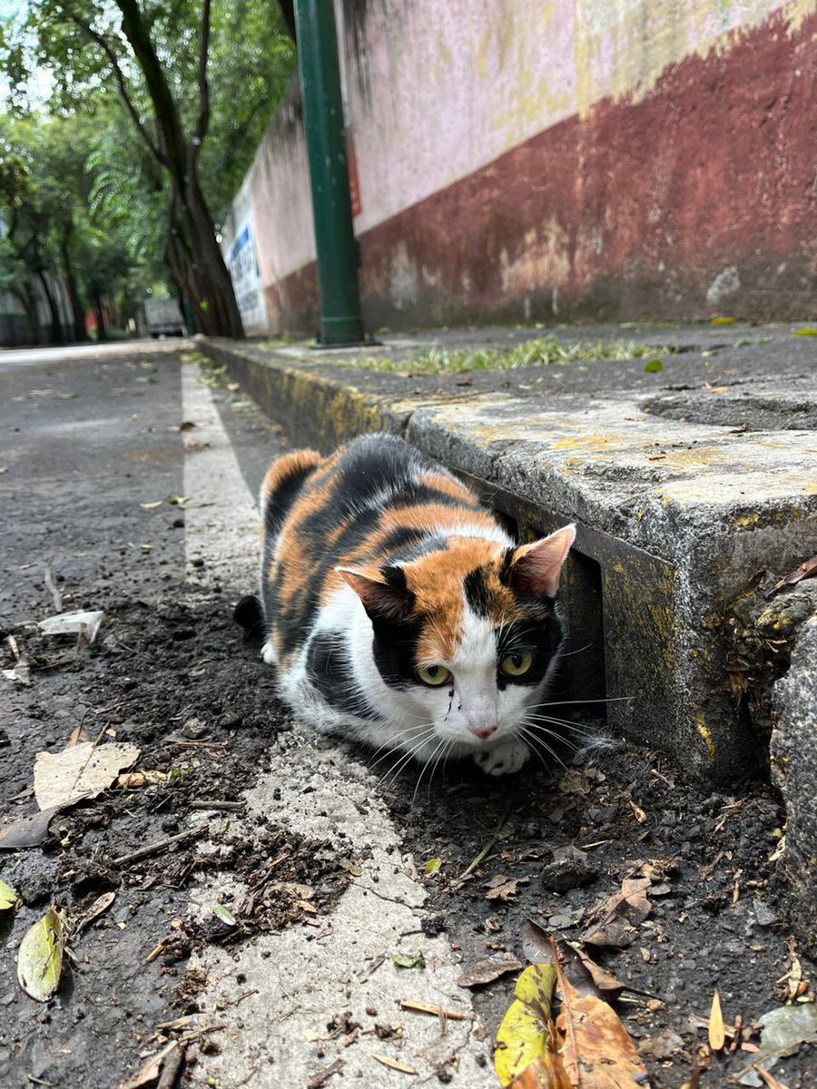 katzugasti's tweet photo. @TlalpanVecinos encontramos esta gatita en el lodo en la calle de Allende, atrás del parque Leona Vicario, parece que se escapó de alguna casa. me ayudan a difundir? gracias! https://t.co/ayNyKXfFlO