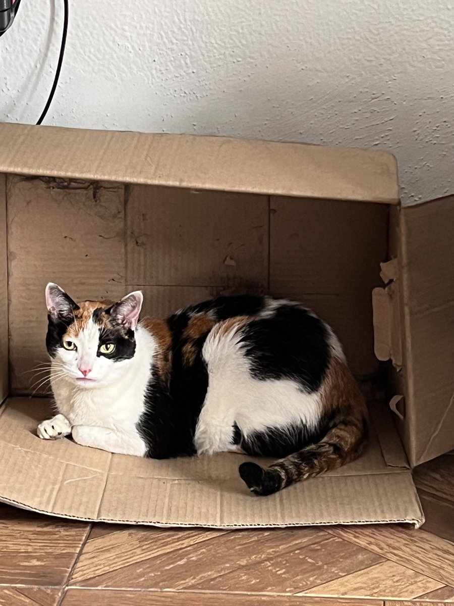 katzugasti's tweet photo. @TlalpanVecinos encontramos esta gatita en el lodo en la calle de Allende, atrás del parque Leona Vicario, parece que se escapó de alguna casa. me ayudan a difundir? gracias! https://t.co/ayNyKXfFlO