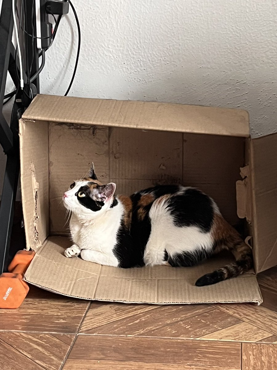 katzugasti's tweet photo. @TlalpanVecinos encontramos esta gatita en el lodo en la calle de Allende, atrás del parque Leona Vicario, parece que se escapó de alguna casa. me ayudan a difundir? gracias! https://t.co/ayNyKXfFlO
