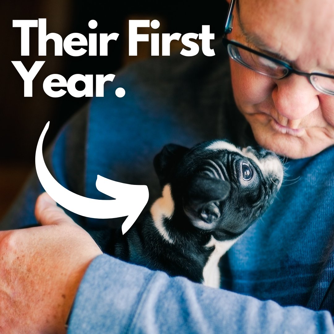 What you can expect in the first year with your Boston! 👉 bostonterriersociety.com/boston-terrier…