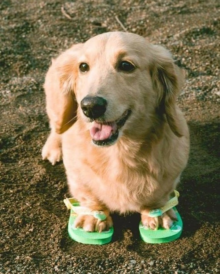 salsichinhas's tweet image. te amo salsichinha loiro de chinelinhos