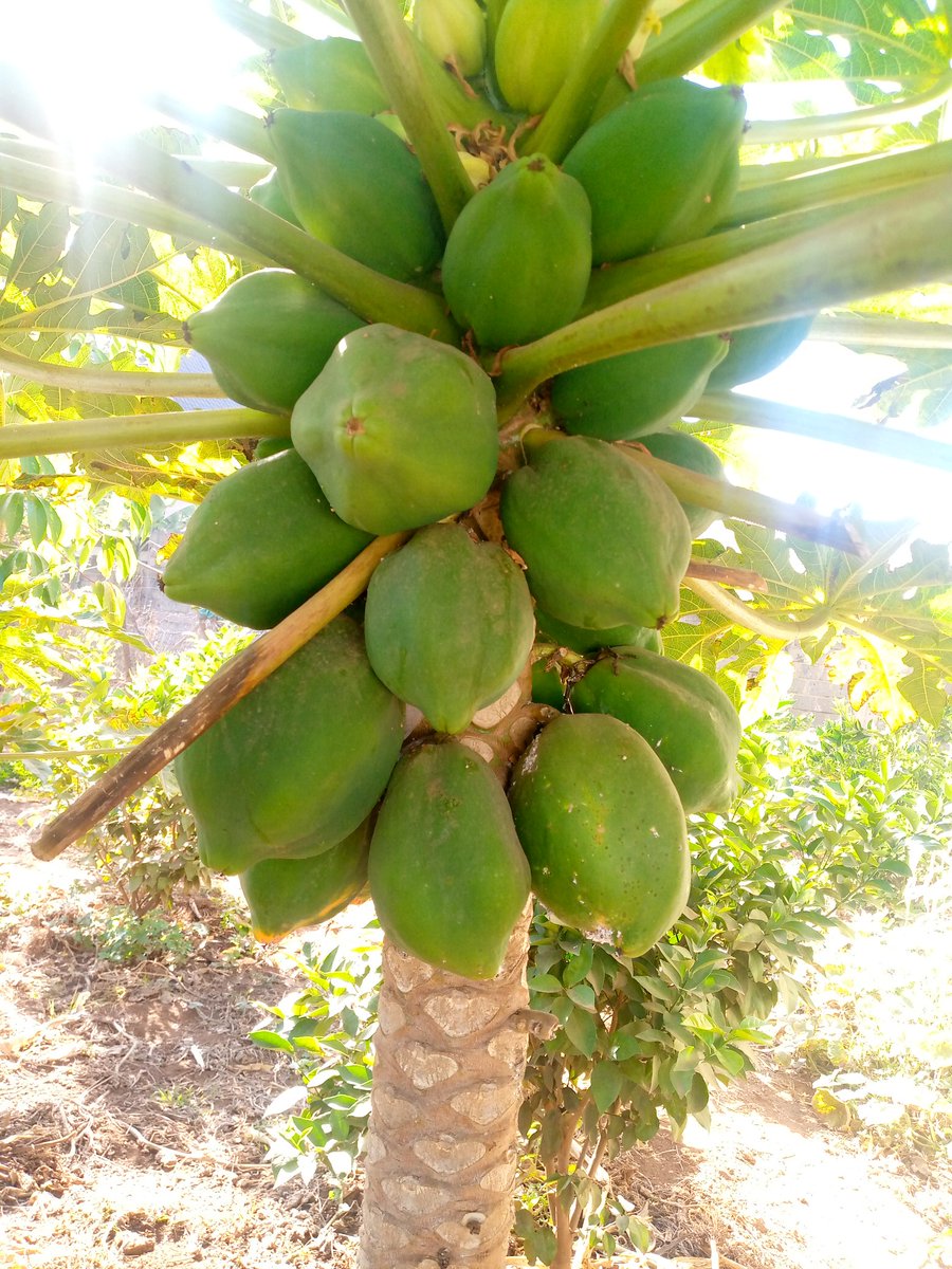 My love for pawpaws is unmatched. Agriculture is the best thing ever. #youthsinagriculture