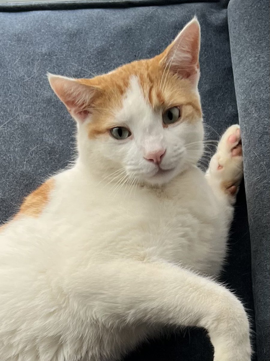rzyvam's tweet photo. Vasiliy was last seen in Montrose dr Bowling Green 3 days ago and haven’t been home since. If you have seen him around please reach out to me here or at 207-951-8352 💗 He is microchipped and has white flea collar. 

@joeimel https://t.co/tirdIxQyBa