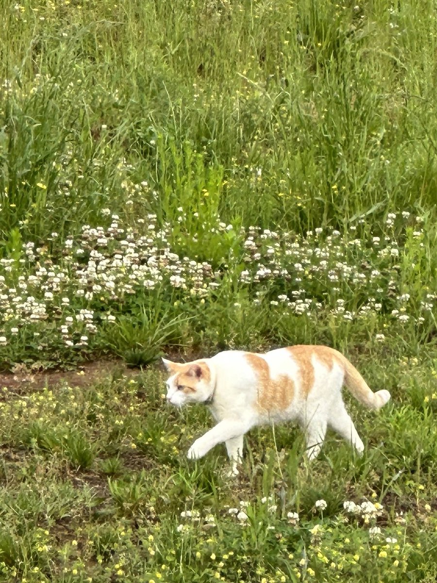 rzyvam's tweet photo. Vasiliy was last seen in Montrose dr Bowling Green 3 days ago and haven’t been home since. If you have seen him around please reach out to me here or at 207-951-8352 💗 He is microchipped and has white flea collar. 

@joeimel https://t.co/tirdIxQyBa