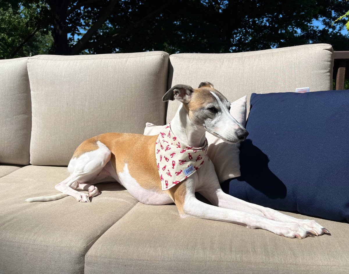 Sunday Sunning ☀️
#whippet #dogs #dogsoftwitter  #houndsoftwitter #sunday