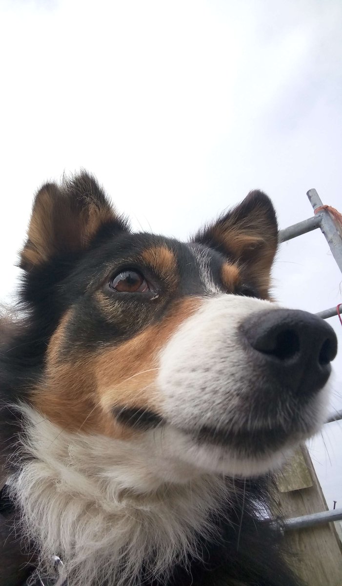CraftBumble's tweet photo. We recently found out it is Dog month! We are going to showcase some of our staff member's dogs, here is my dog Dash he is a very photogenic boi - 🐑 https://t.co/wOgq7lxxuq