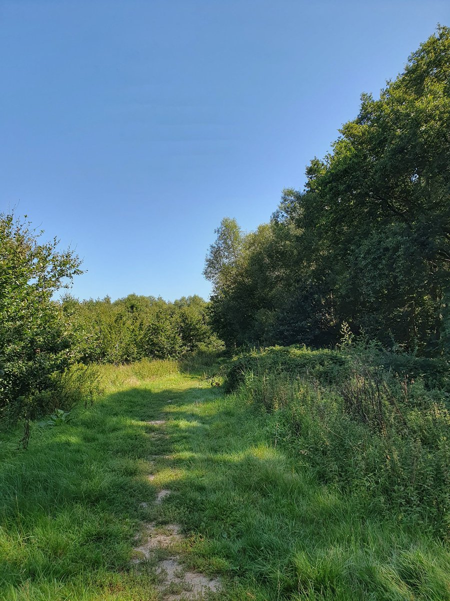 ndc_67's tweet photo. #bomen 
#seizoenen #zomer 
#wandelen
#natuurpunt
#natuurgebied 
#kampveld
#natuur #RUST
#westtoer
#vrtweer #weerfoto 
@GeertNaessens @FocusWTV https://t.co/G7c15iq8pj