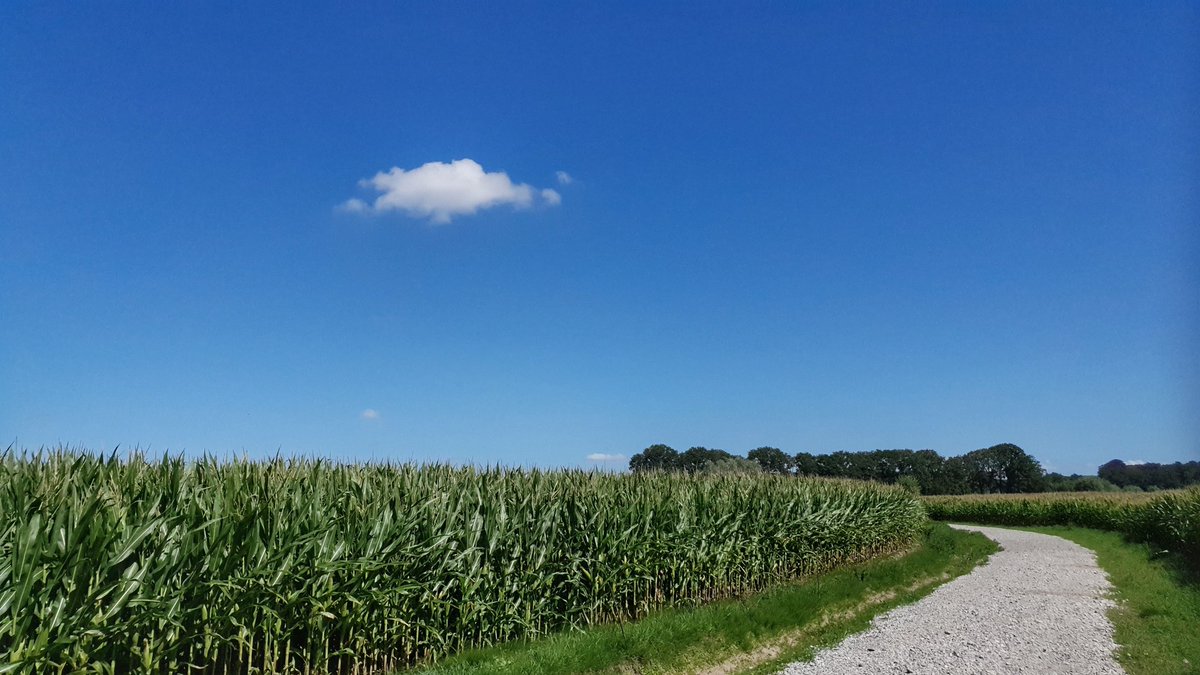 ndc_67's tweet photo. #mais
#seizoenen #zomer 
#wandelen
#natuurpunt
#natuurgebied 
#kampveld
#natuur #rust 
#westtoer
#vrtweer #weerfoto 
@GeertNaessens @FocusWTV https://t.co/MKCv0x0IIj