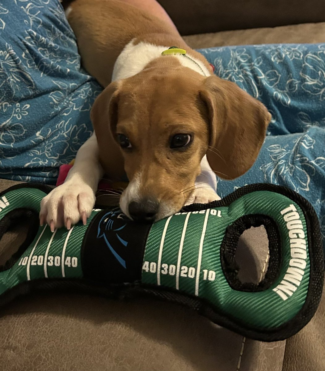 svwhit's tweet photo. My daughter has the newest @Panthers fan! #KeepChewing https://t.co/cV9u5TlXYr
