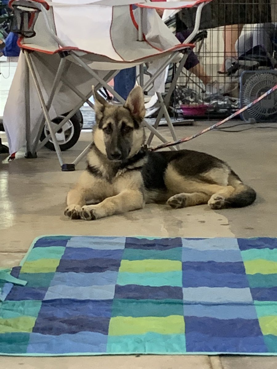 jasonyoungvo's tweet image. How can you have a bad day announcing at the Colorado State Fair Dog Show when this is sitting next to you? Well, you can’t have a bad day. #voiceover #coloradostatefair #dogs