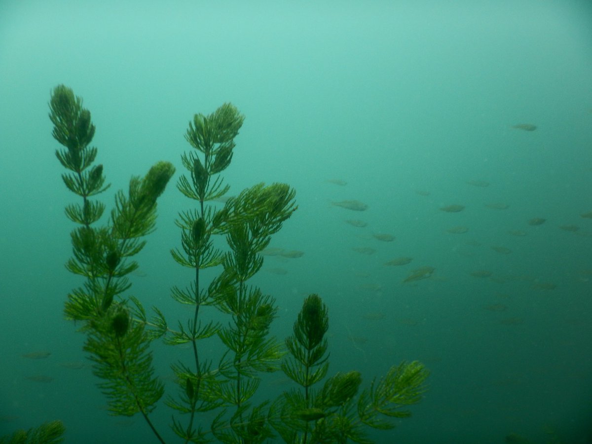 Eintauchen ins Unterwasser-Leben-Löwensee bei Düsseldorf